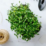 Rocket Micro Leaf (fresh)